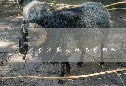 网贷逾期去网吧影响吗 网贷逾期去网吧影响吗