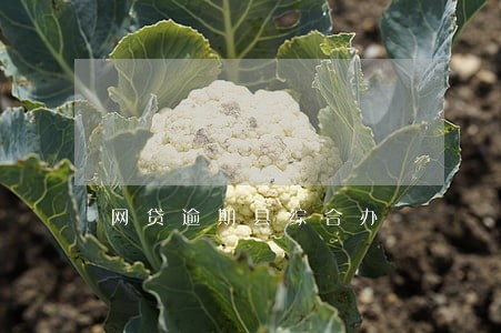网贷逾期县综合办 网贷逾期县综合办
