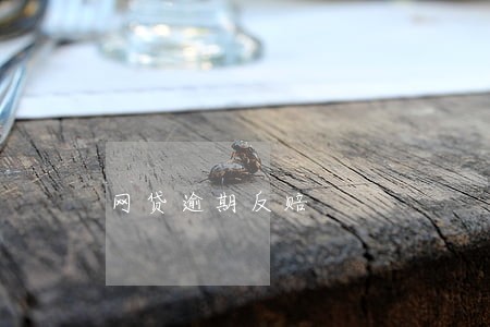 网贷逾期反赔 网贷逾期反赔
