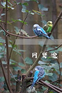 网贷逾期发了庭审通知 网贷逾期发了庭审通知
