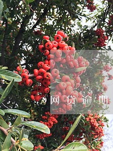 网贷逾期发了执行通知是真的吗 网贷逾期发了执行通知是真的吗