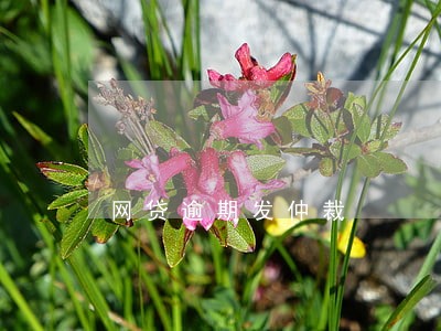 网贷逾期发仲裁