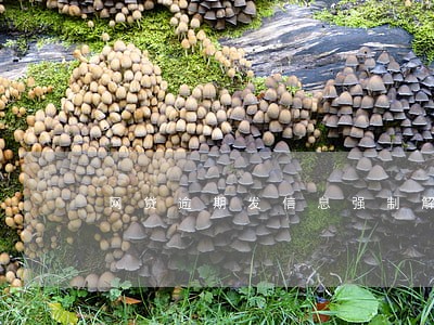 网贷逾期发信息强制解约 网贷逾期发信息强制解约