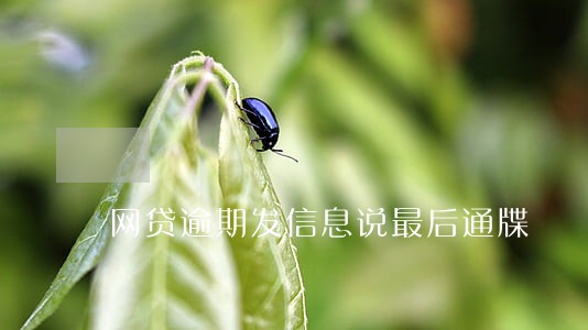 网贷逾期发信息说最后通牒 网贷逾期发信息说最后通牒