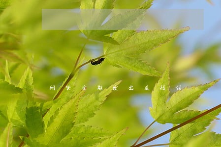 网贷逾期发出庭短信 网贷逾期发出庭短信