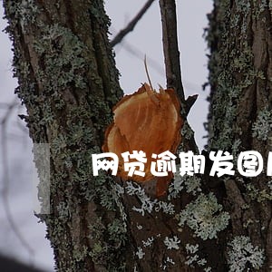 网贷逾期发图片怎么处理 网贷逾期发图片怎么处理
