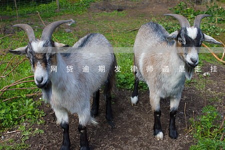 网贷逾期发律师函是走挂号信吗 网贷逾期发律师函是走挂号信吗