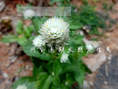 网贷逾期发朋友信息 网贷逾期发朋友信息