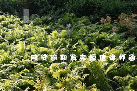 网贷逾期发来短信律师函怎么办