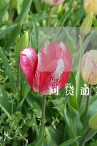 网贷逾期发消息说罚息 网贷逾期发消息说罚息