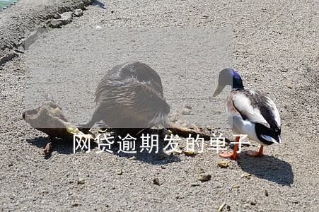 网贷逾期发的单子 网贷逾期发的单子