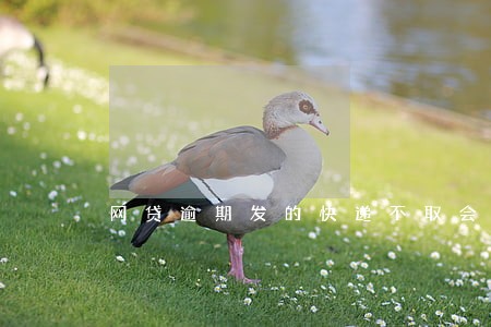 网贷逾期发的快递不取会退回吗 网贷逾期发的快递不取会退回吗