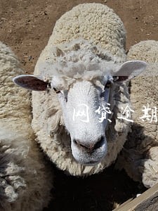 网贷逾期发的文案 网贷逾期发的文案