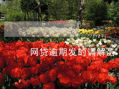 网贷逾期发的调解函 网贷逾期发的调解函