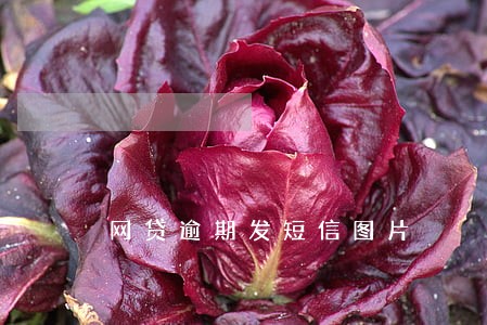 网贷逾期发短信图片 网贷逾期发短信图片