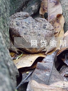 网贷逾期发短信开庭 网贷逾期发短信开庭