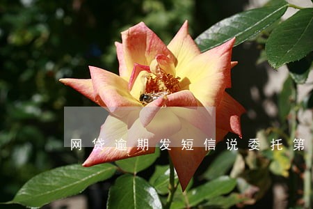 网贷逾期发短信说委托第三方处理 网贷逾期发短信说委托第三方处理