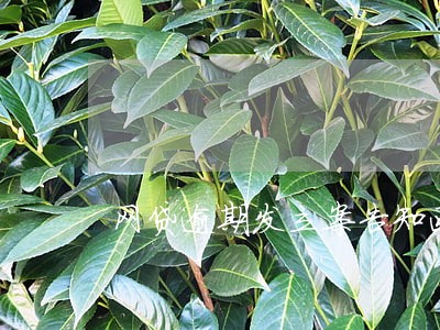 网贷逾期发立案告知函 网贷逾期发立案告知函