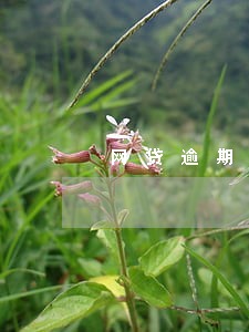 网贷逾期发通讯录 网贷逾期发通讯录