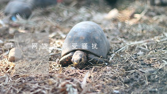 网贷逾期受骚扰