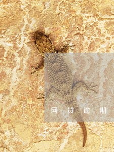 网贷逾期变得忧郁 网贷逾期变得忧郁