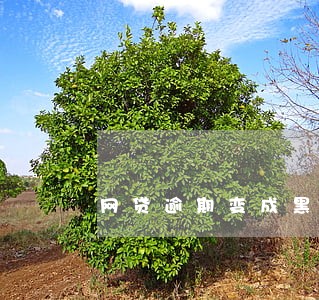 网贷逾期变成黑户了怎么办 网贷逾期变成黑户了怎么办
