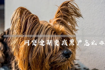 网贷逾期变成黑户怎么办 网贷逾期变成黑户怎么办