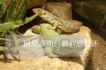 网贷逾期只剩利息没还 网贷逾期只剩利息没还