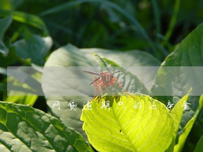 网贷逾期只好还本金 网贷逾期只好还本金
