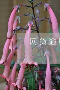 网贷逾期只有短信没有电话 网贷逾期只有短信没有电话