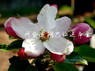 网贷逾期只让还本金 网贷逾期只让还本金