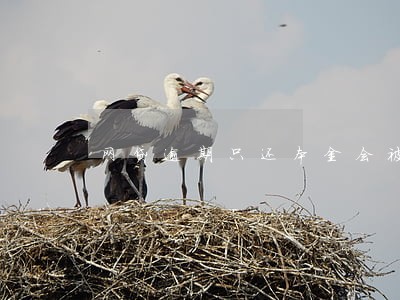 网贷逾期只还本金会被泣诉吗 网贷逾期只还本金会被泣诉吗