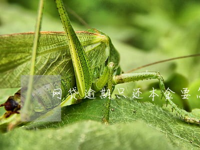 网贷逾期只还本金要怎么还 网贷逾期只还本金要怎么还
