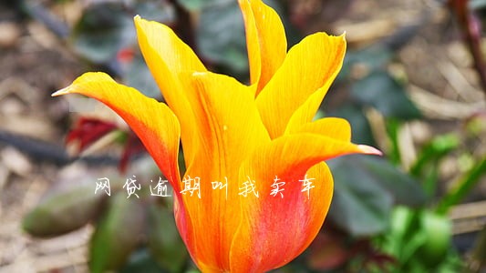 网贷逾期叫我卖车 网贷逾期叫我卖车
