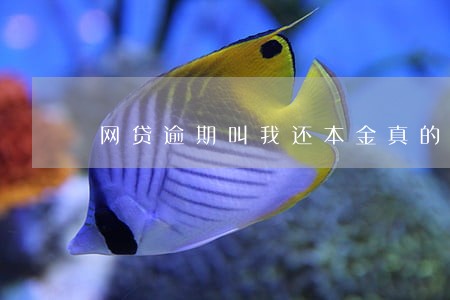 网贷逾期叫我还本金真的假的 网贷逾期叫我还本金真的假的
