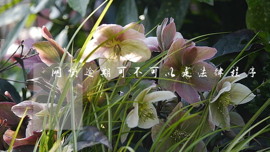 网贷逾期可不可以走法律程序 网贷逾期可不可以走法律程序