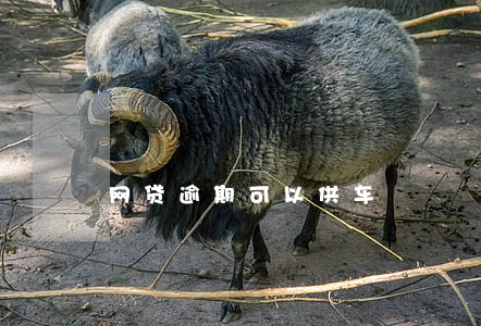 网贷逾期可以供车 网贷逾期可以供车