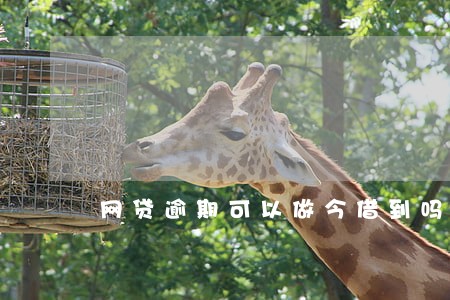 网贷逾期可以做今借到吗 网贷逾期可以做今借到吗