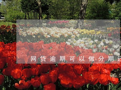 网贷逾期可以做分期还吗 网贷逾期可以做分期还吗