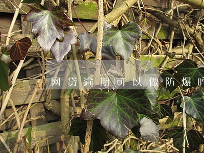 网贷逾期可以做防爆吗 网贷逾期可以做防爆吗