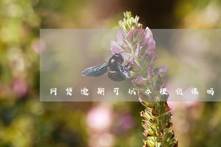 网贷逾期可以办理低保吗 网贷逾期可以办理低保吗