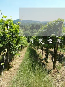 网贷逾期可以办理意外保险吗 网贷逾期可以办理意外保险吗