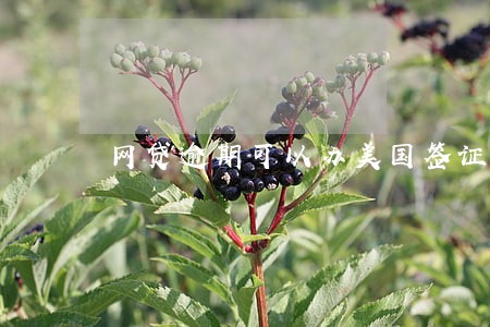 网贷逾期可以办美国签证吗 网贷逾期可以办美国签证吗