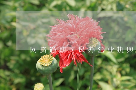 网贷逾期可以办营业执照么 网贷逾期可以办营业执照么