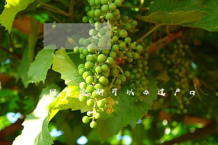 网贷逾期可以办过户口