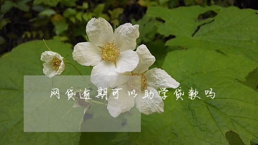 网贷逾期可以助学贷款吗 网贷逾期可以助学贷款吗