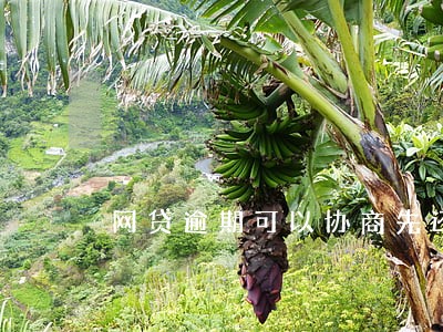 网贷逾期可以协商先还一半吗
