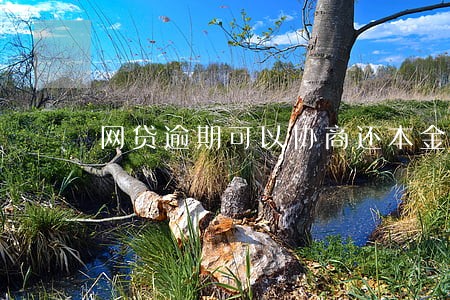 网贷逾期可以协商还本金吗6 网贷逾期可以协商还本金吗6