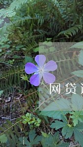 网贷逾期可以去厂里打工吗 网贷逾期可以去厂里打工吗