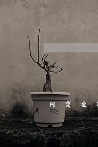 网贷逾期可以去自首吗 网贷逾期可以去自首吗